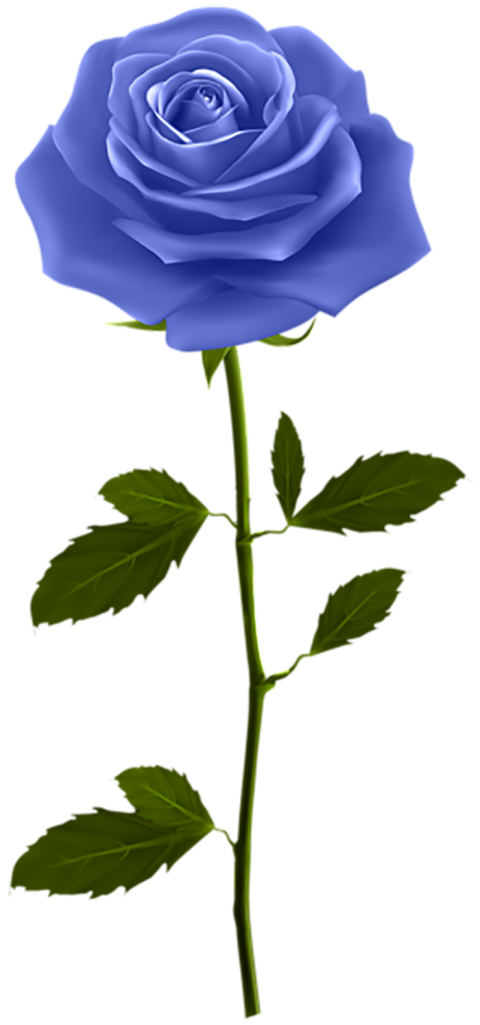 100  Blue Rose Flower Transparent PNG