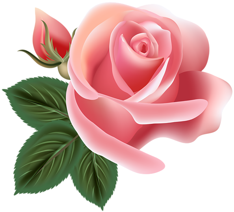 100  Pink Rose Flower PNG  Download