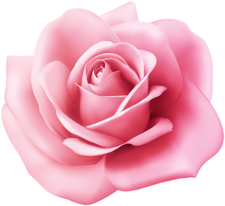 100  Pink Rose Flower PNG Image