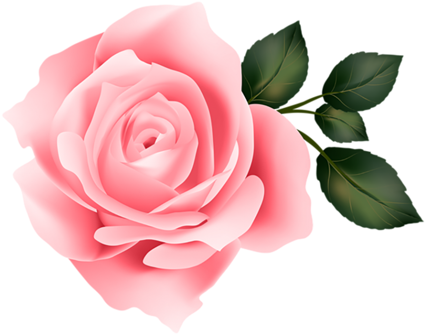 100  Yellow Rose Flower PNG  Download