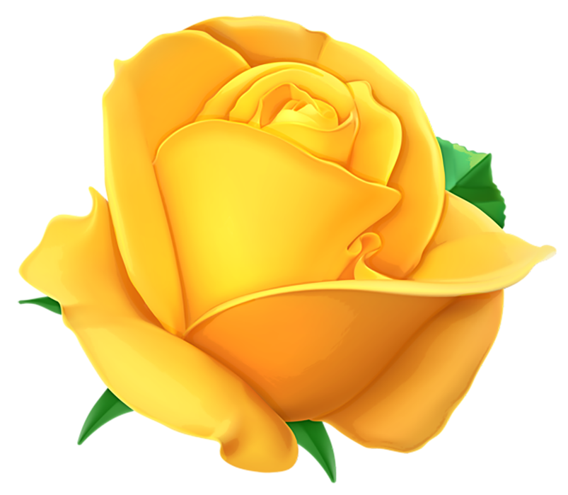 300  Yellow Rose Flower PNG Download