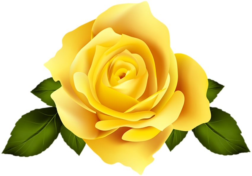 300  Yellow Rose Flower PNG Download