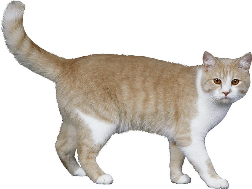 50 Cat Full Body PNG Images Free