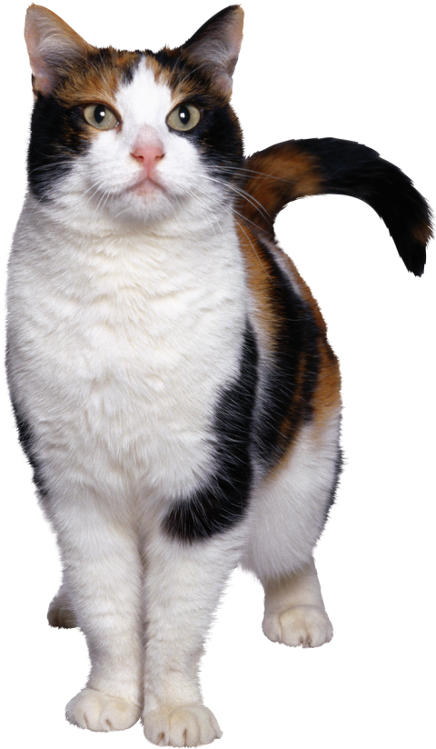 500 Best Cat Front View PNG Full HD