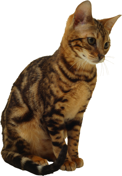 500 Best Cat Sitting Front View PNG