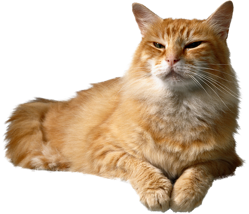 500 Best Cat Sitting Front View PNG