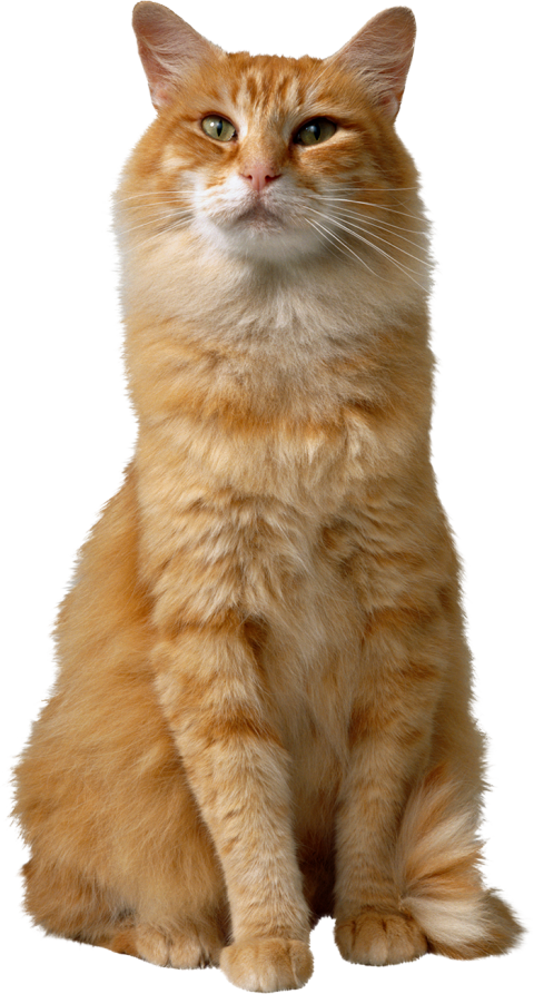 500 Best Cat Sitting Front View PNG Hd