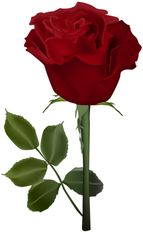 500 Dark Red Rose Single Flower PNG  For Love