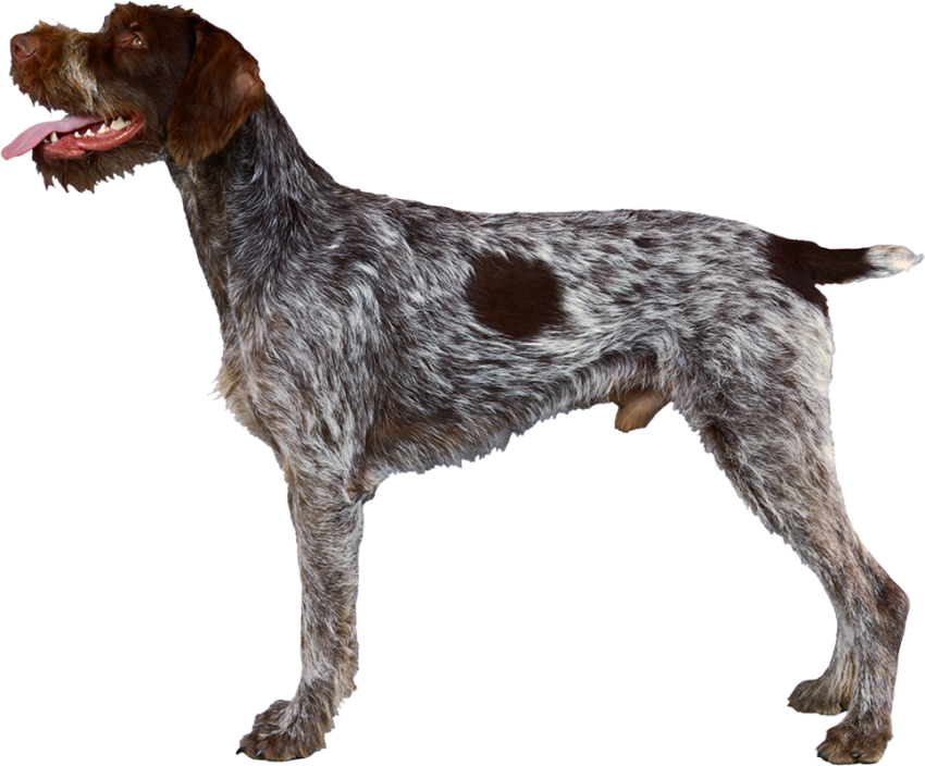 500  Full HD Dog PNG Images Download