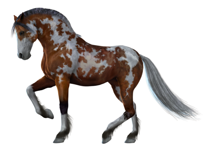 500 Horse Transparent PNG Images