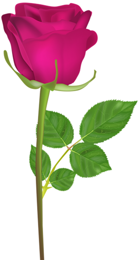 500  Pink Rose Single Flower PNG  For Editing