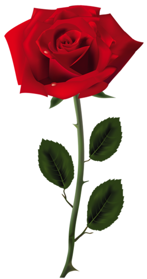 500  Red Rose Single Flower PNG Clipart