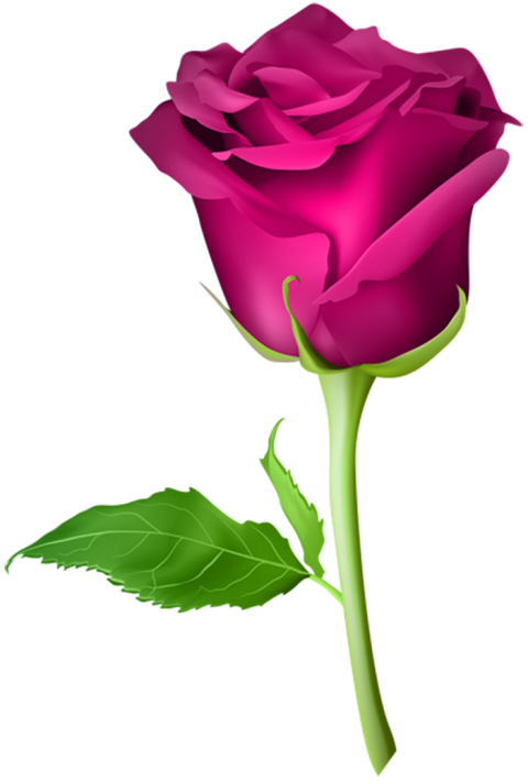 500  Red Rose Single Flower PNG  Download