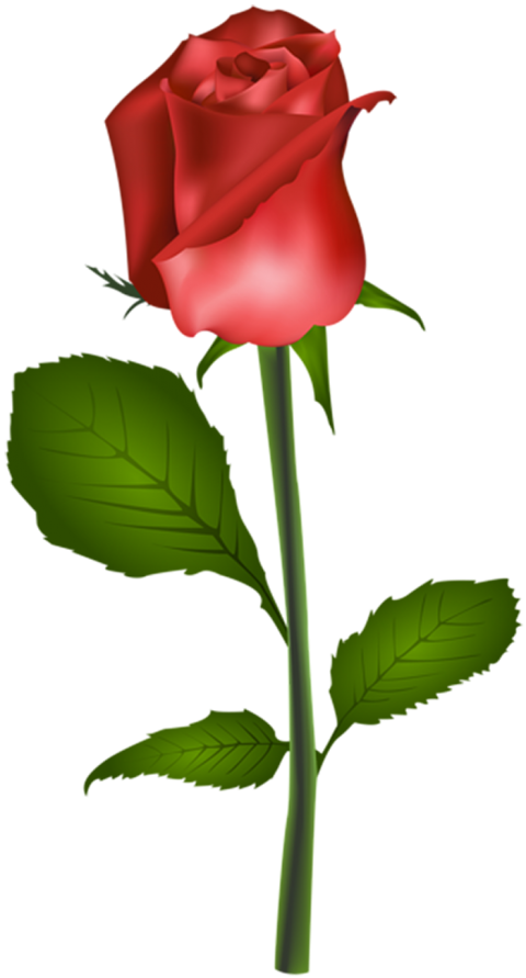 500  Red Rose Single Flower PNG  For Editing