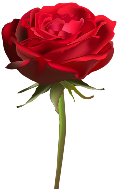 500  Red Rose Single Flower PNG  For Editing