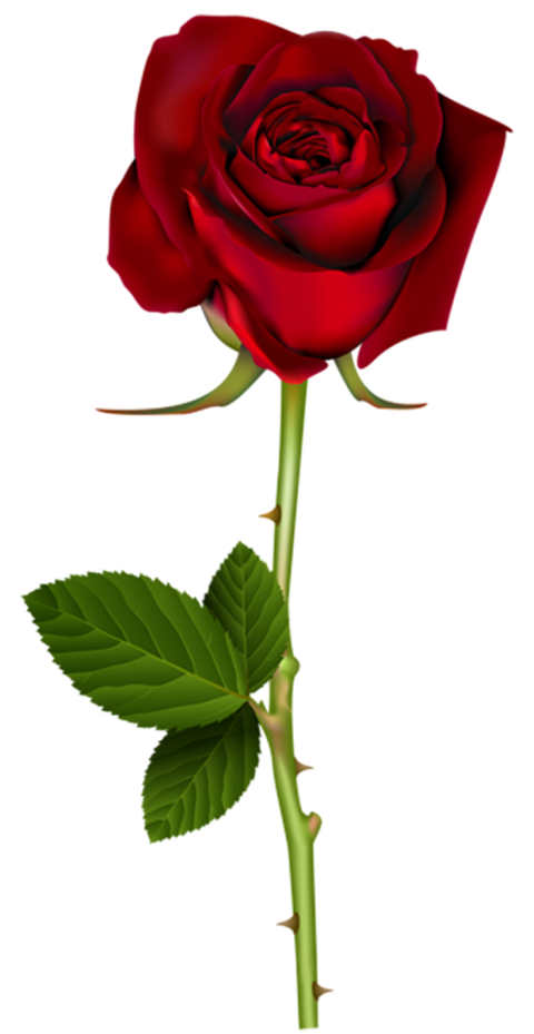 500  Red Rose Single Flower PNG  For Love