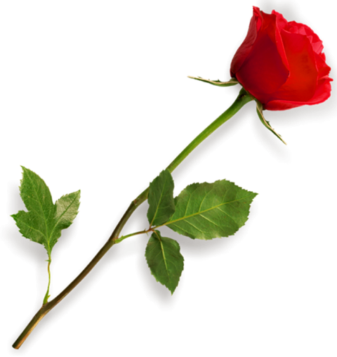 500  Red Rose Single Flower PNG  For Love