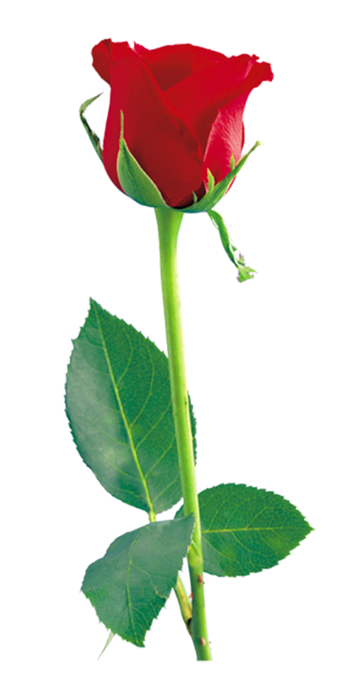 500  Red Rose Single Flower PNG  For Love