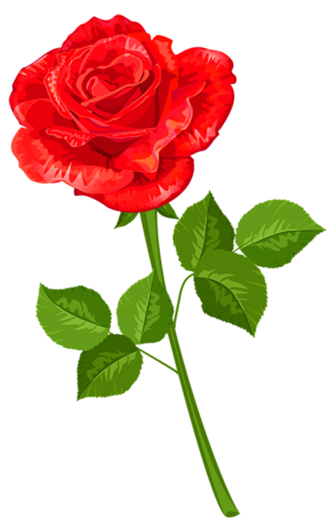 500  Red Rose Single Flower PNG image