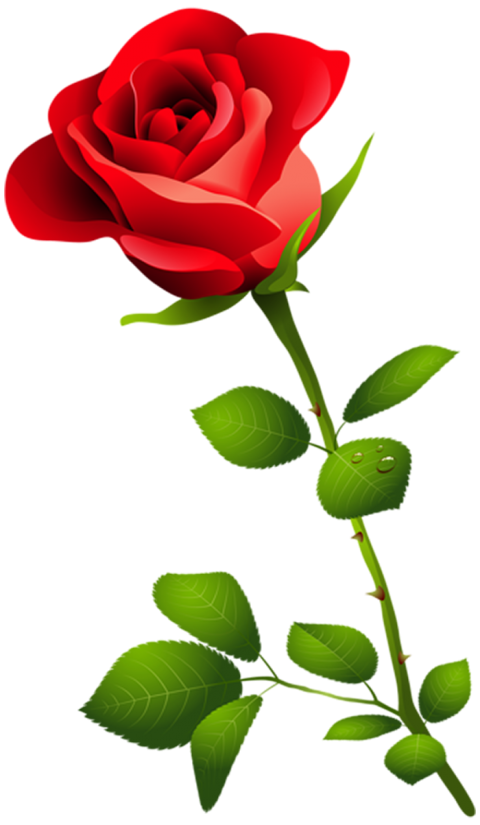 500  Red Rose Single Transparent PNG