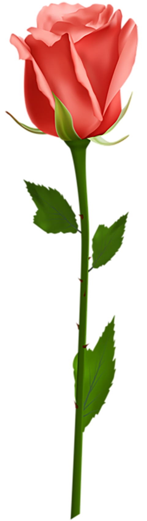500 Yellow Rose Single Flower PNG