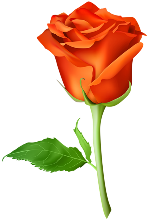 500  Yellow Rose Single Flower PNG Hd