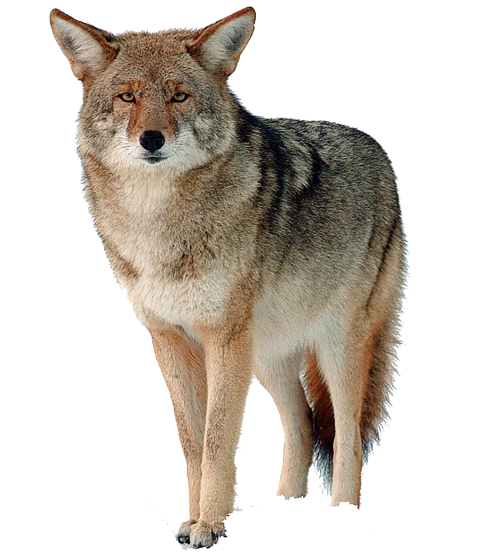 Adult Coyote PNG Free download HD