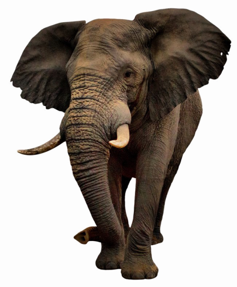 African Elephant PNG Clipart HD