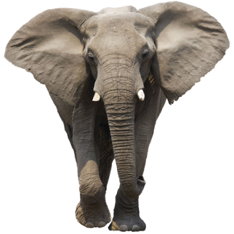 African Elephant Transparent File