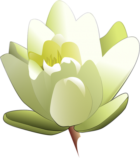 Amazing Lotus Flower PNG Download