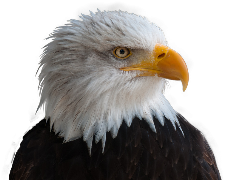American Eagle PNG Image Download