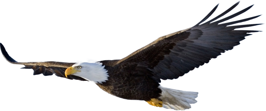 American Eagle Transparent Free PNG