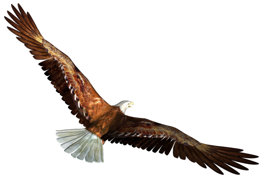 American Eagle Transparent Images HD