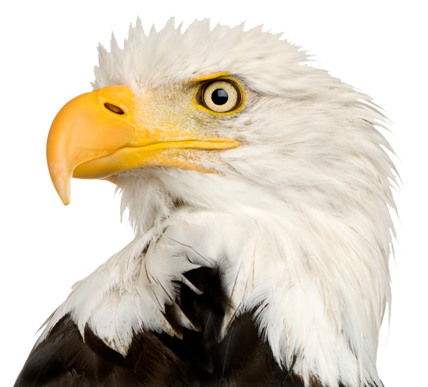 American Eagle Transparent Png Images