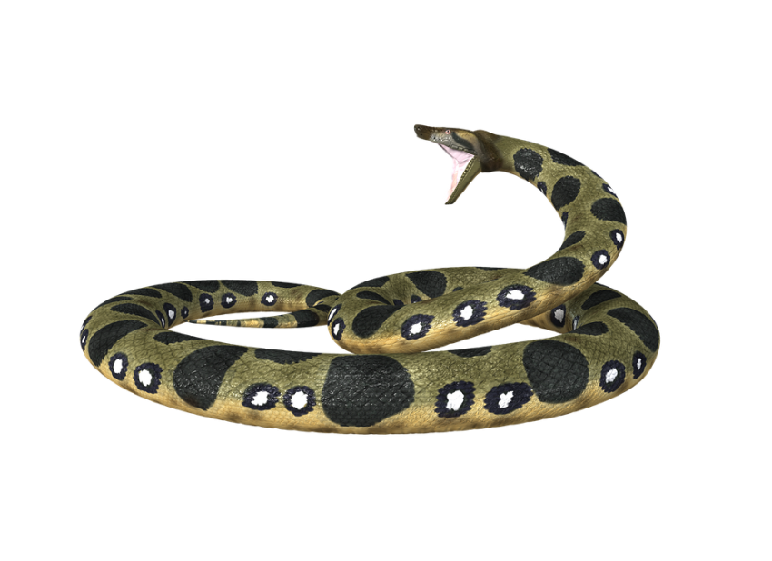 Anaconda Biting PNG Full HD Download