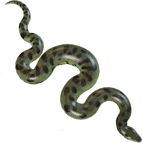 Anaconda Snake PNG Image Download