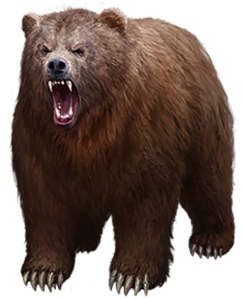 Angry Bear Transparent PNG Images Download