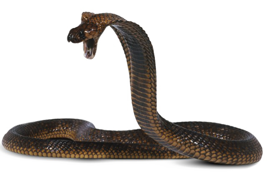 Angry Cobra Snake PNG Download Free