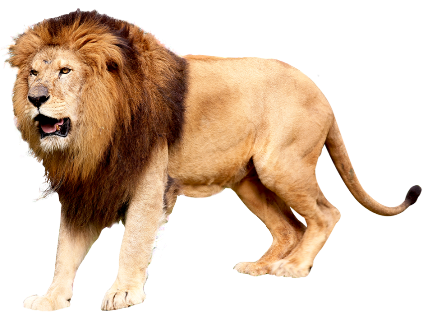 Angry Lion Png Images Download HD