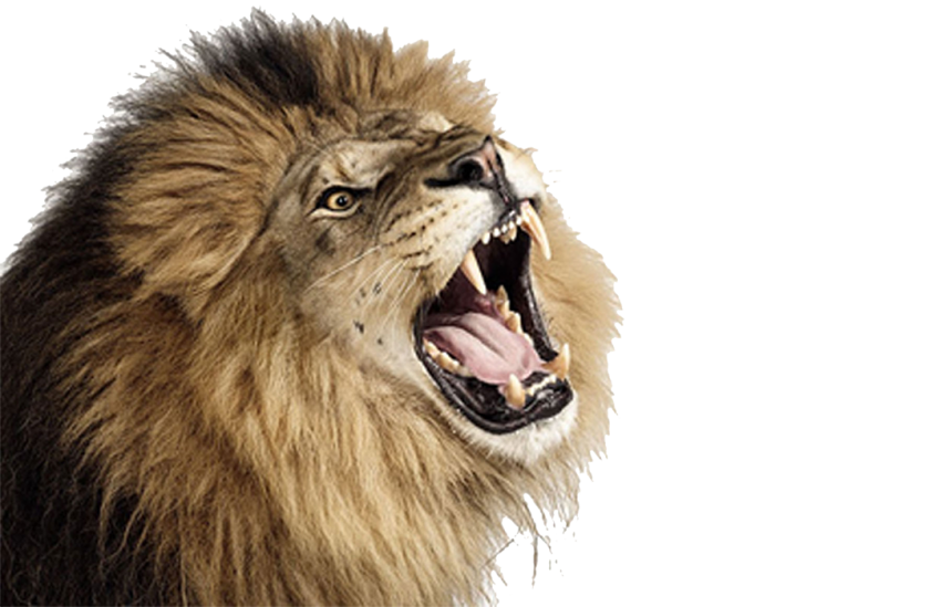 Angry Lion Png Images Download Hd