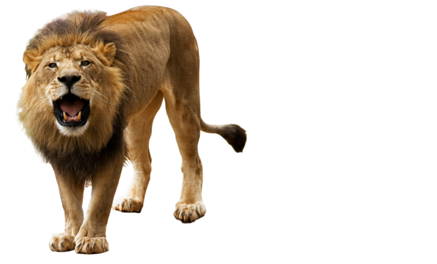 Angry Lion Transparent Png Images
