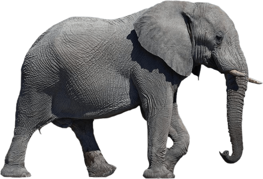 Asian Elephant PNG Clipart Background