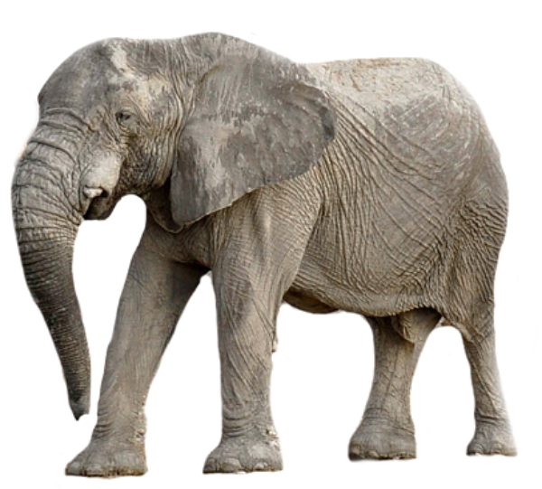 Asian Elephant PNG Full HD