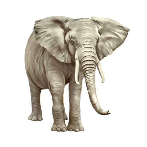 Asian Elephant PNG HD Quality