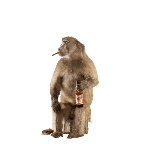 Baboon Animal Transparent Background