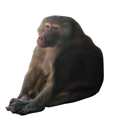 Baboon Animal Transparent Free PNG