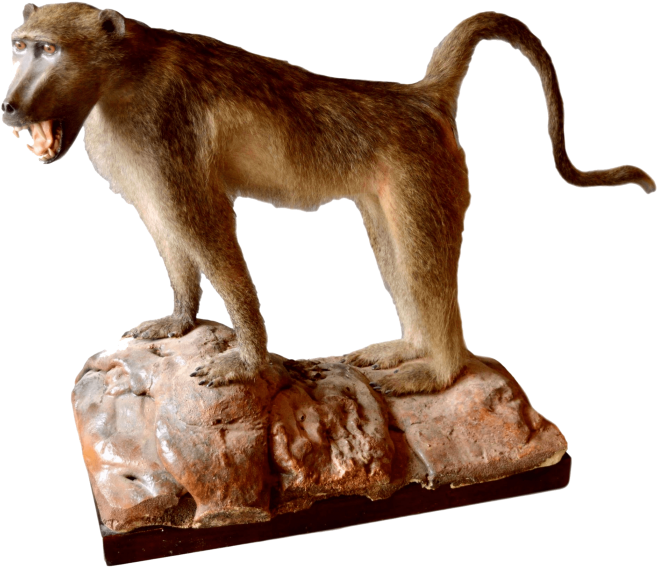 Baboon PNG Photos download hd