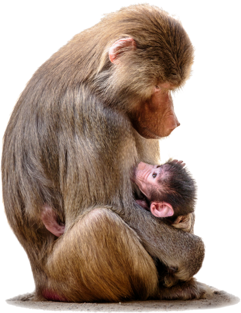 Baboon Sitting PNG Clipart Background