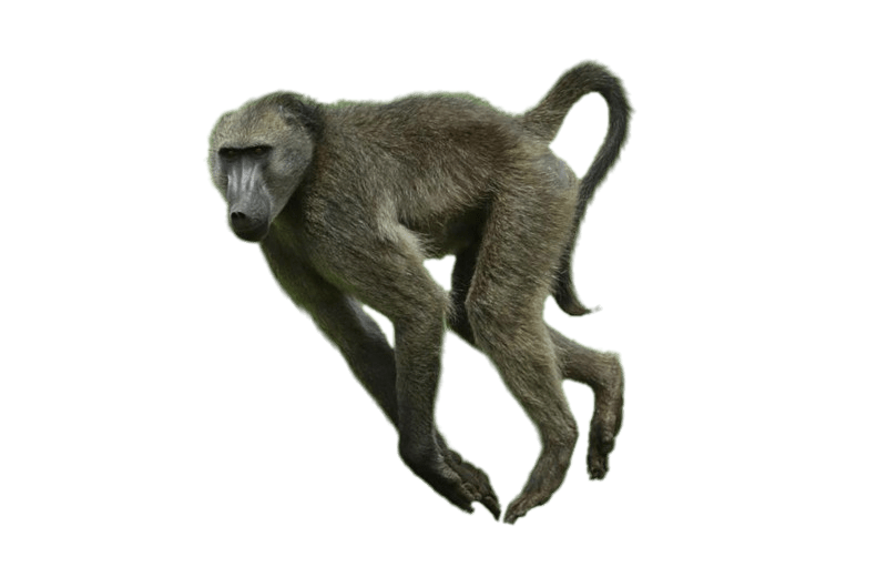 Baboon Transparent Images