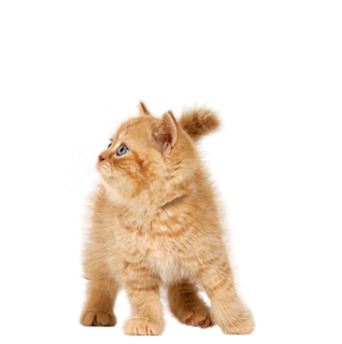 Baby Child Brown HD Cat PNG